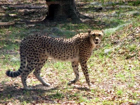 Cheetah Stock Photos