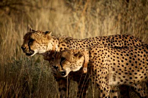Cheetah Stock Photos