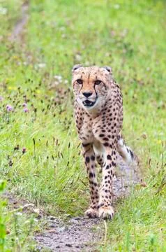 Cheetah Foto stock