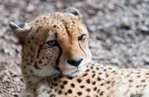 Cheetah Stock Photos