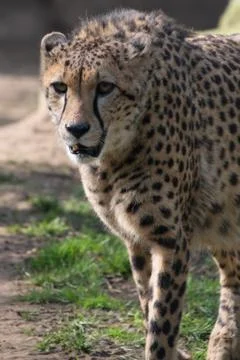Cheetah Stock Photos