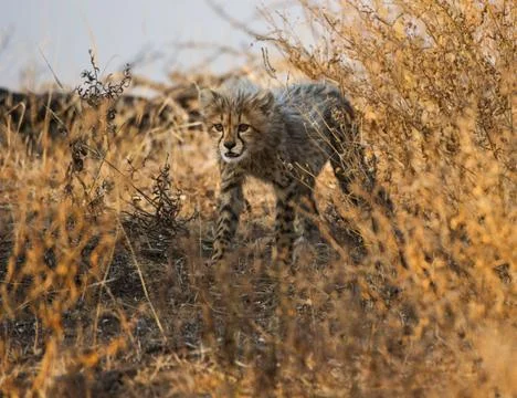 Cheetah Stock Photos