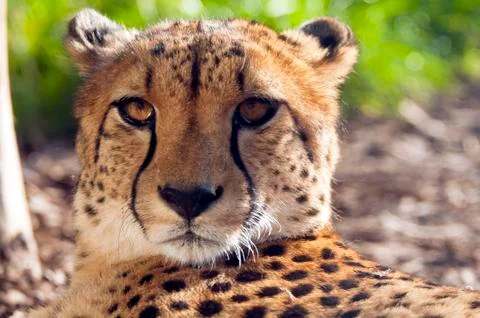 Cheetah Stock Photos