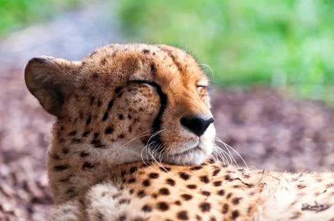 Cheetah Stock Photos