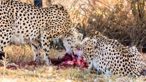 Cheetah Stock Photos