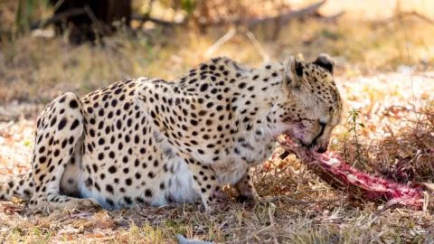 Cheetah Stock Photos