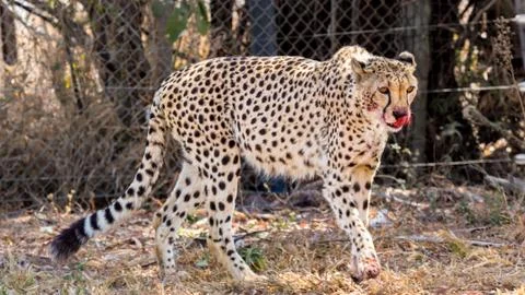 Cheetah 스톡 사진