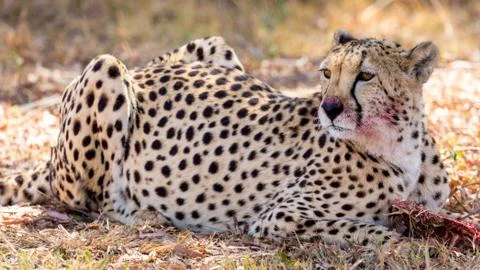 Cheetah Fotos de archivo