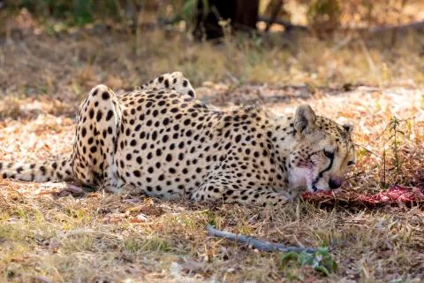 Cheetah 스톡 사진
