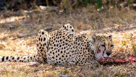 Cheetah 写真素材