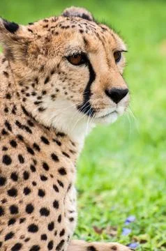 Cheetah Stock Photos