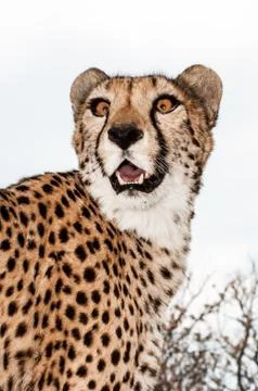 Cheetah Stock Photos