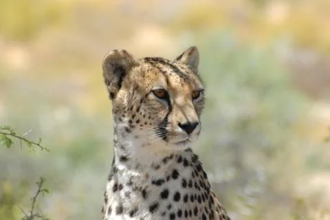 Cheetah 写真素材