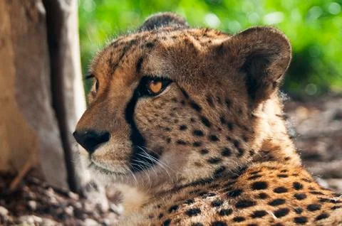 Cheetah Stock Photos