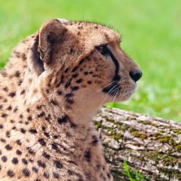Cheetah Stock Photos