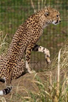 Cheetah Stock Photos