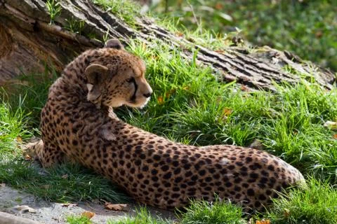 Cheetah Stock Photos