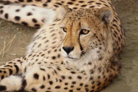 Cheetah Stock Photos