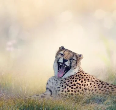 Cheetah Fotos Stock