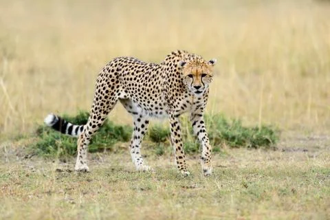 Cheetah 写真素材