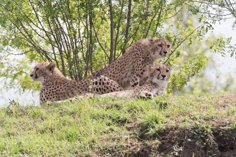 Cheetah Stock Photos
