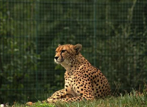 Cheetah Stock Photos