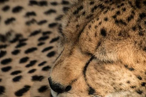 Cheetah Stock Photos