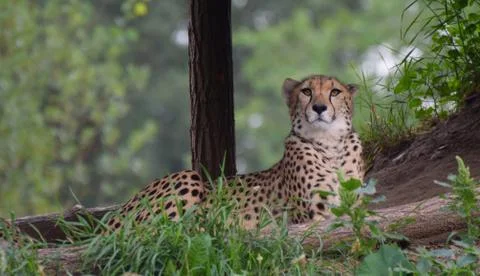 Cheetah Stock Photos