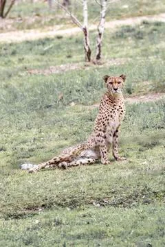 The cheetah Stock Photos