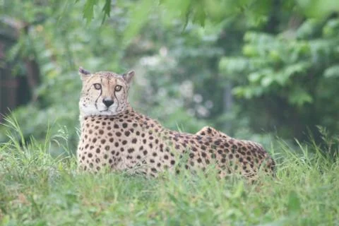 Cheetah Stock Photos
