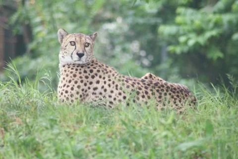 Cheetah Stock Photos