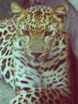 Cheetah Stock Photos