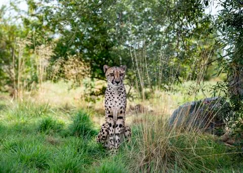 Cheetah. Stock Photos