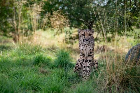Cheetah. Stock Photos