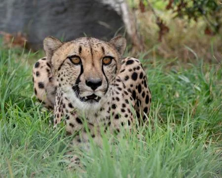 Cheetah. Stock Photos