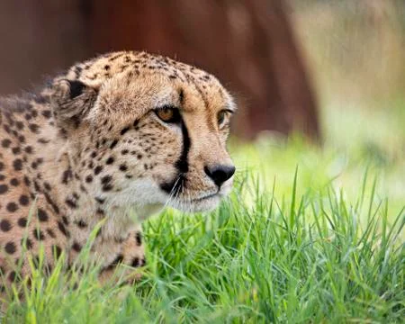 Cheetah. Stock Photos