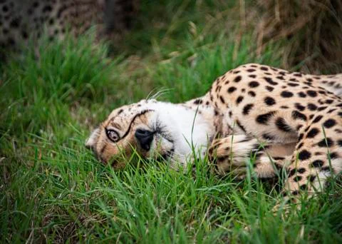 Cheetah. Stock Photos