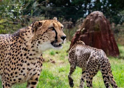 Cheetah. Stock Photos