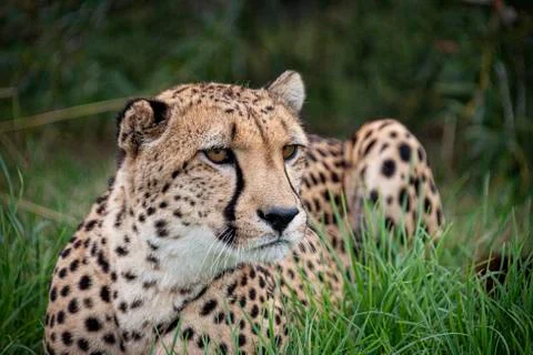 Cheetah. Stock Photos