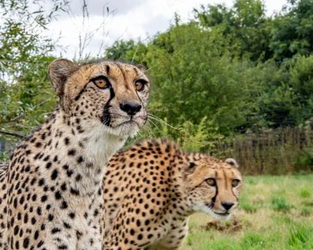 Cheetah. Stock Photos