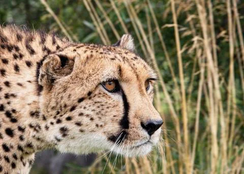 Cheetah. Stock Photos
