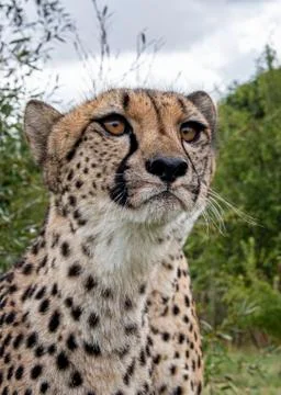 Cheetah. Stock Photos