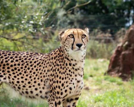 Cheetah. Stock Photos