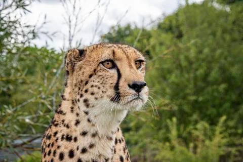 Cheetah. Stock Photos