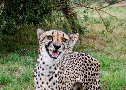 Cheetah. Stock Photos