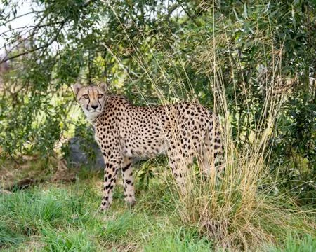 Cheetah. Stock Photos
