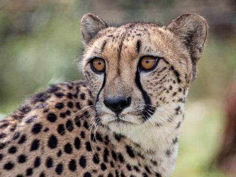 Cheetah. Stock Photos