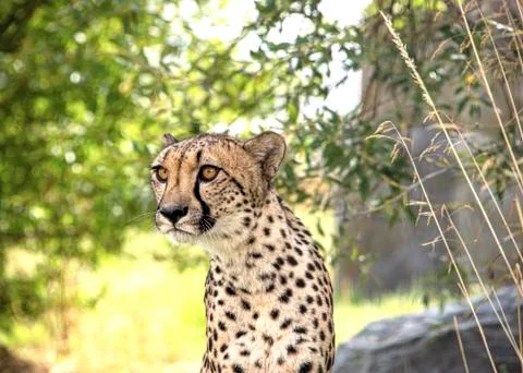 Cheetah. Stock Photos