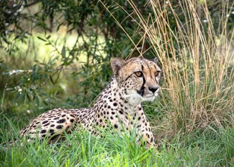 Cheetah. Stock Photos