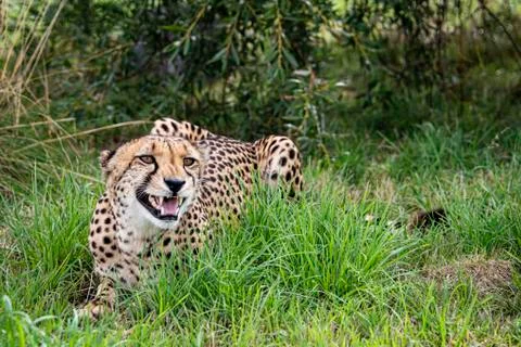 Cheetah. Stock Photos